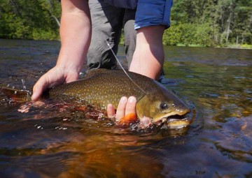 brook-trout-photo1