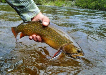 brook-trout-photo3
