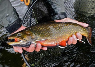 brook-trout-photo6
