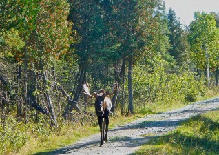 camp-wildlife-photo1