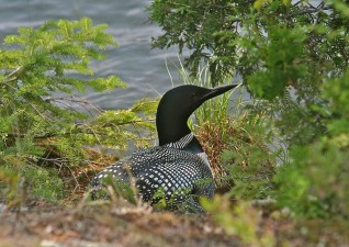 camp-wildlife-photo2
