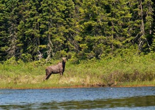 camp-wildlife-photo3