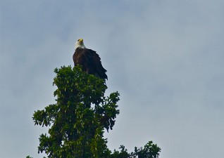 camp-wildlife-photo6