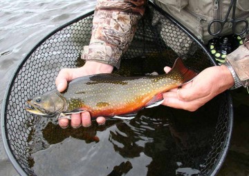 fish-species-3