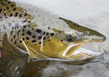 fish-species-7