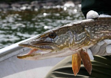 fish-species-9