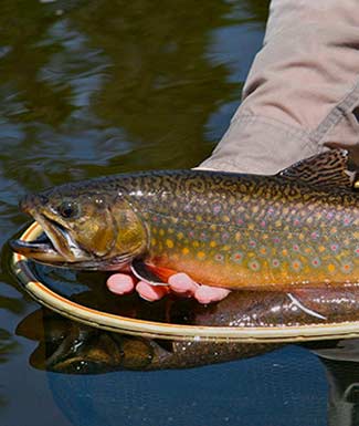 fish-species-algoma