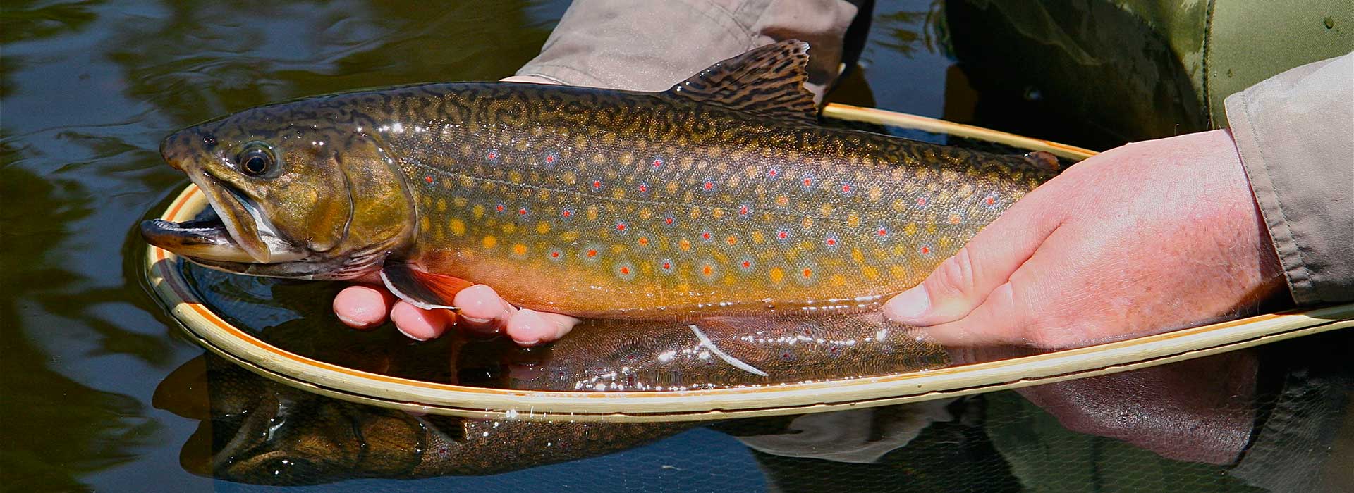 fish-species-header