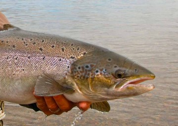 fly-fishing-photos-9