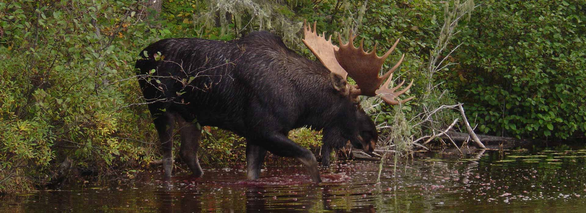 moose-hunting-algoma
