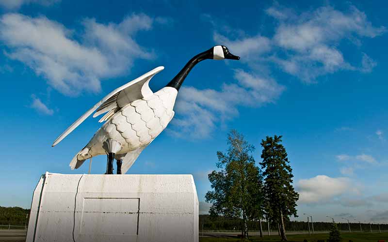 must-see-wawa-goose