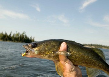 walleye-fishing-photo2