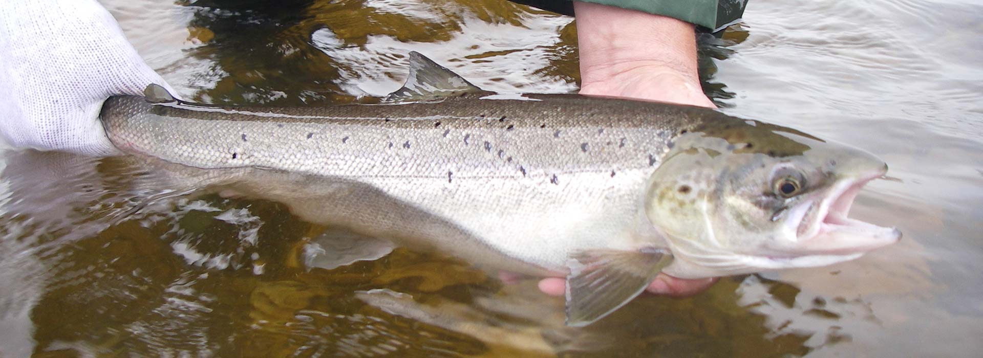 salmon-fishing