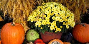 fall harvest pumpkins