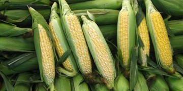 fresh corn on the cob