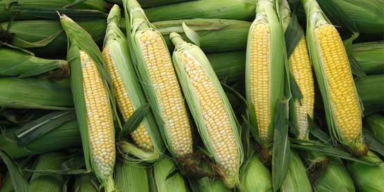 fresh corn on the cob
