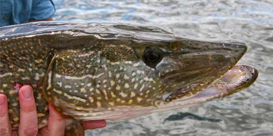 northern pike head