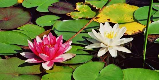 lilypads_nature