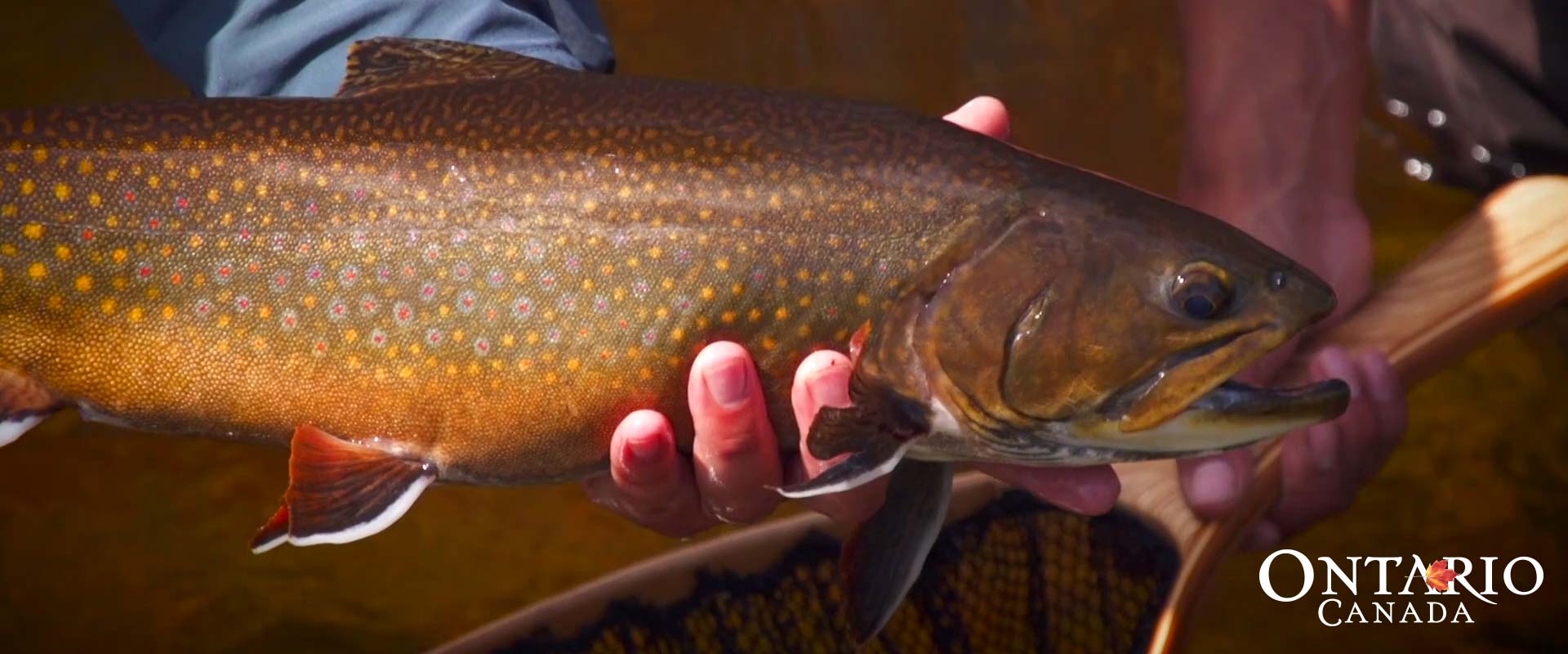 fish-hunt-algoma-brook-trout