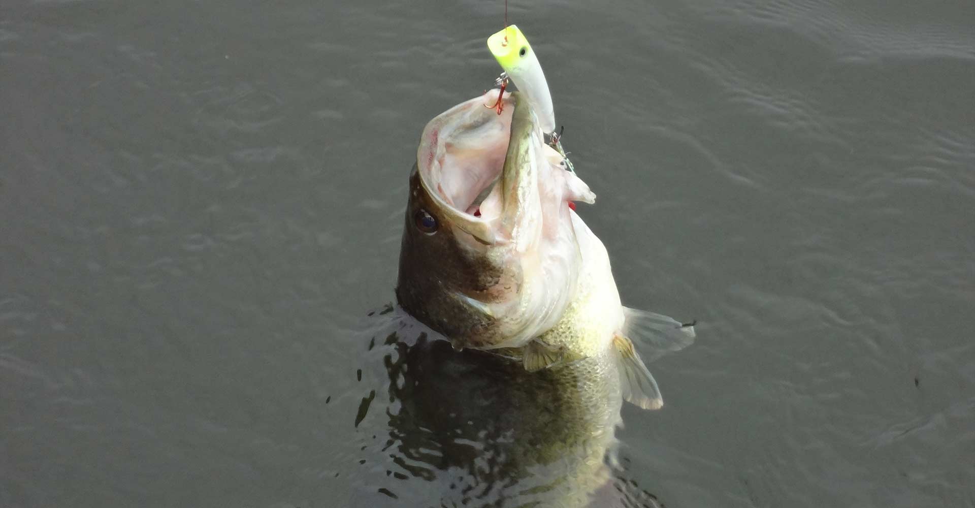 bass-catch-algoma