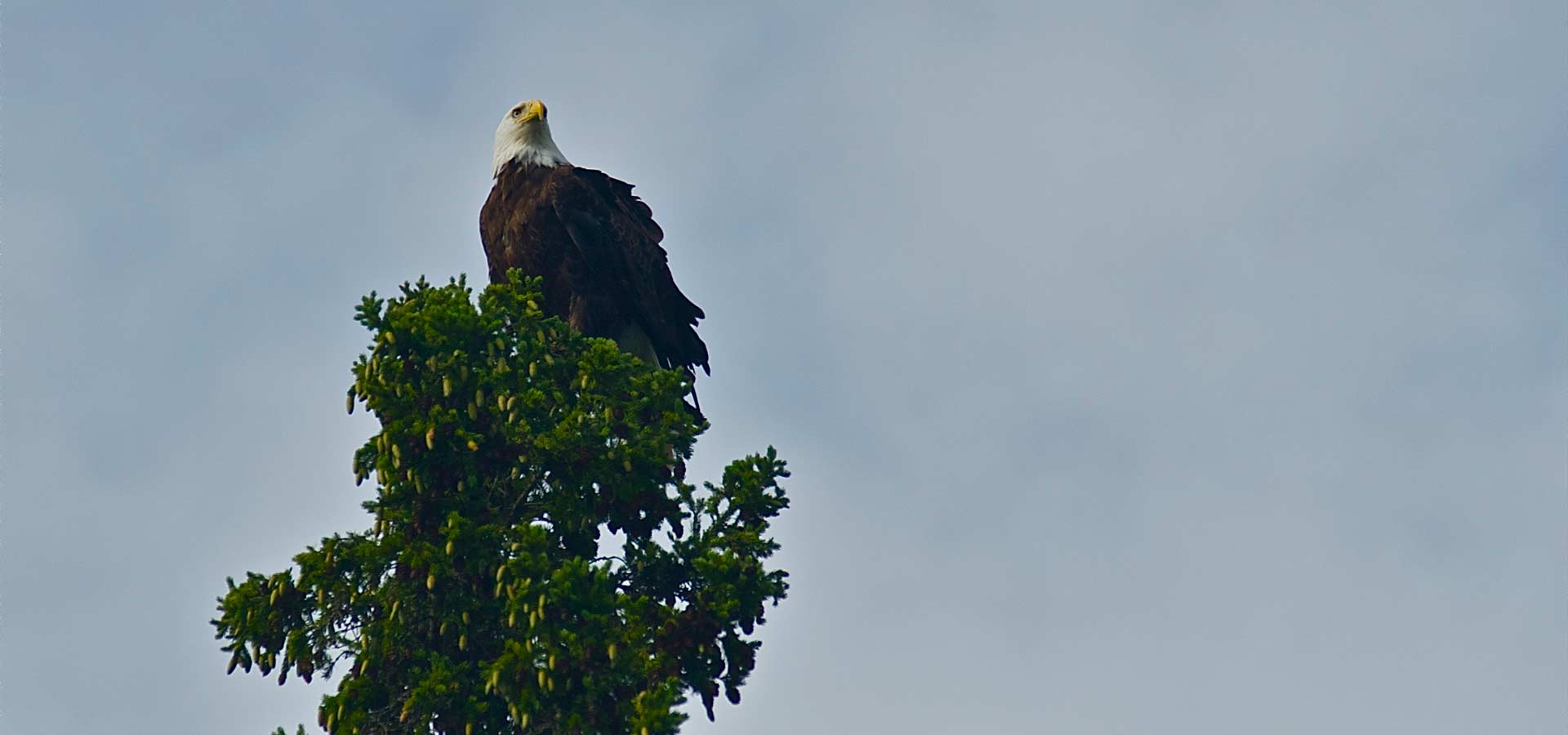 bird-watching-algoma