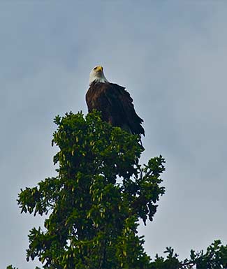 bird-watching-intro