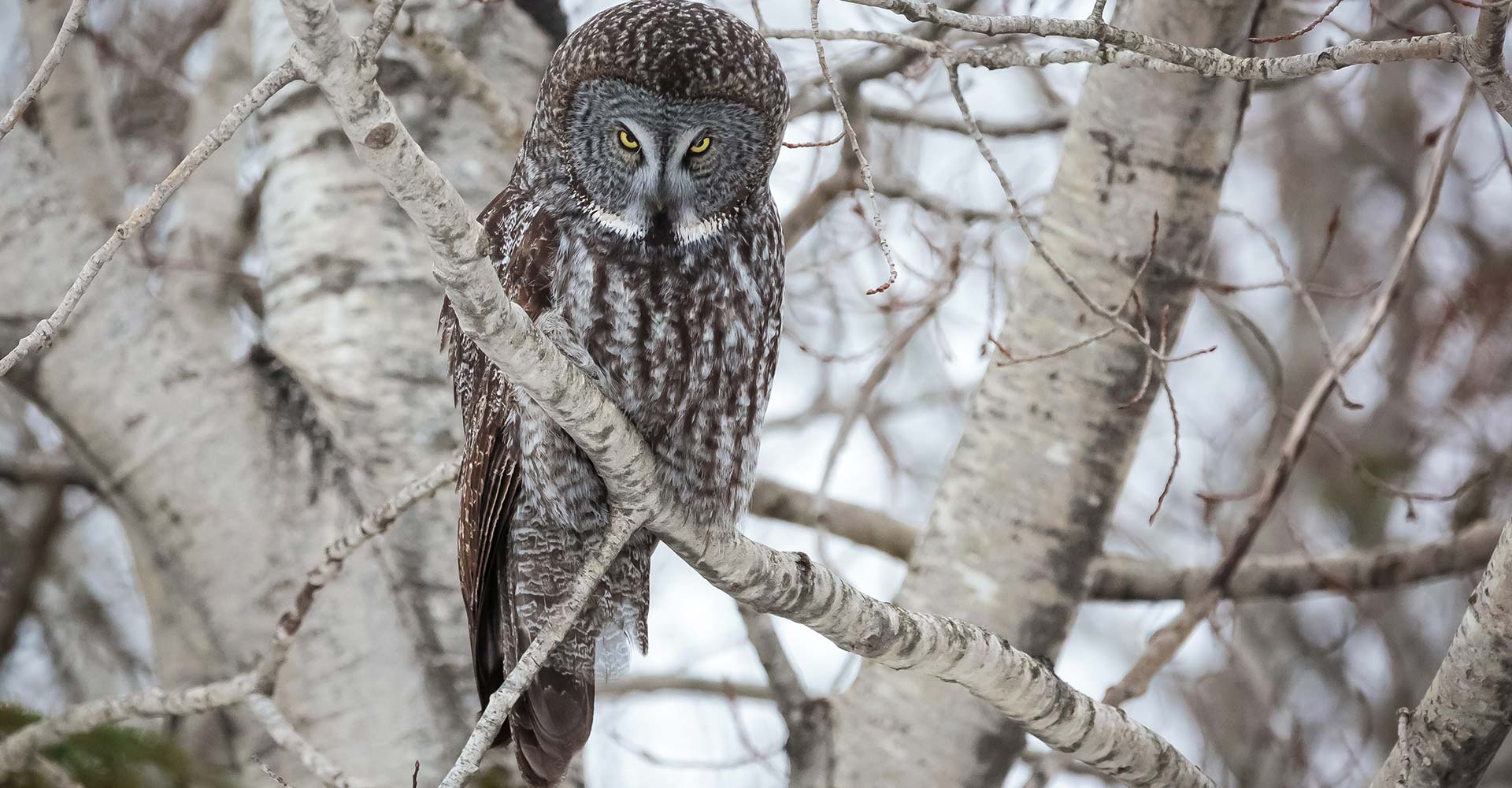 Image-Great-Gray-Stinky-Eye