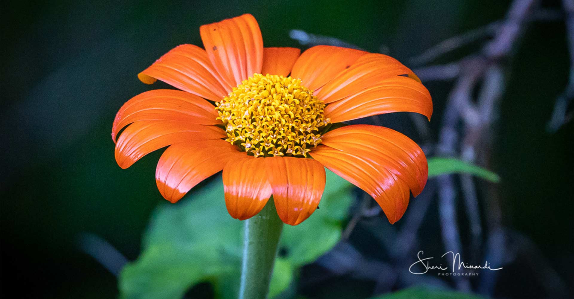 Adcocks-Woodland-Gardens-header