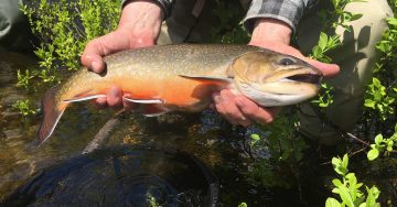 brook-trout-bass-header
