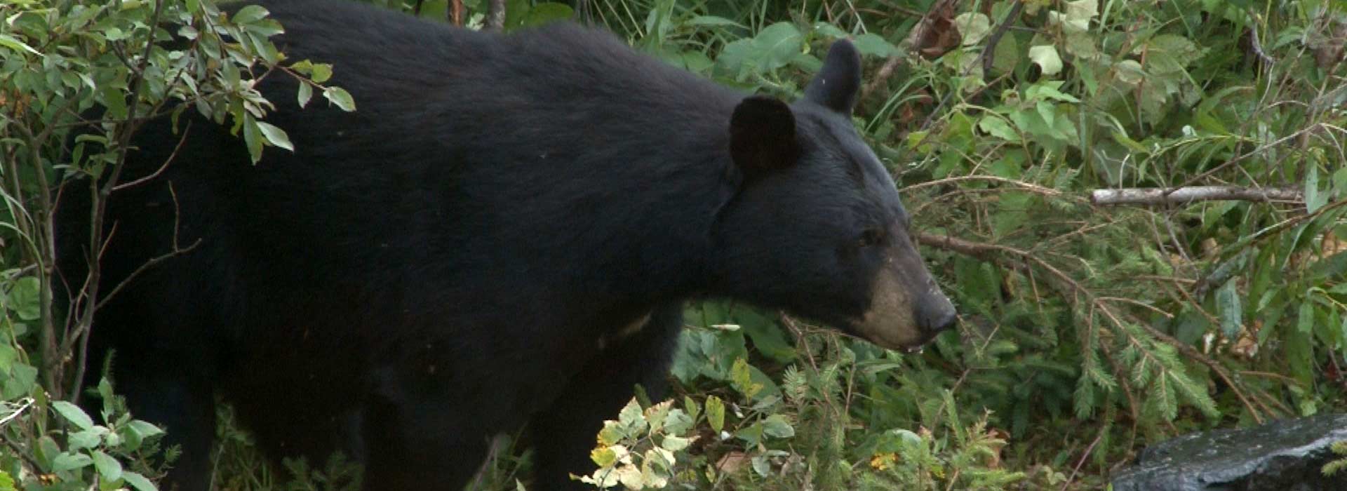 bear-hunting-in-algoma