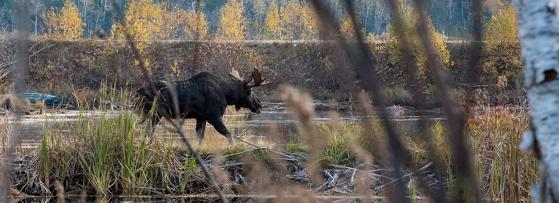 moose-hunting-in-algoma