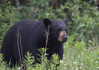 bear-hunting-photo-1