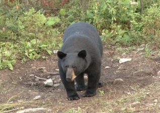 bear-hunting-photo-2