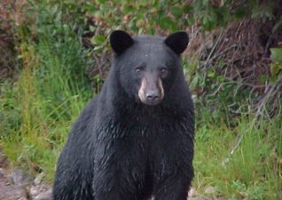 bear-hunting-photo-4