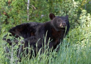 bear-hunting-photo-5