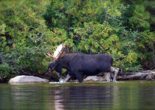 moose-hunting-photo4