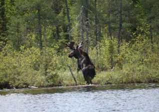 moose-hunting-photo5