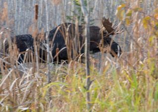 moose-hunting-photo6