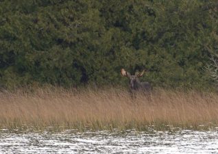 moose-hunting-photos