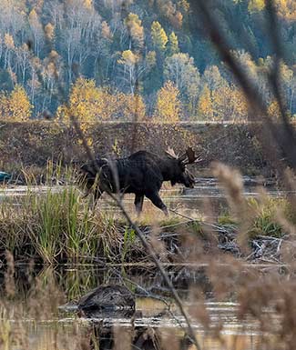 moose-hunts