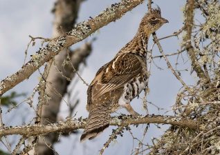 small-game-hunting-photo-10