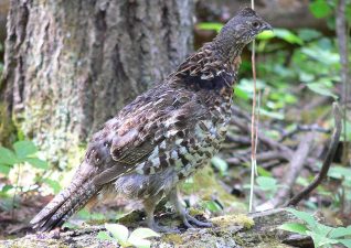 small-game-hunting-photo-5
