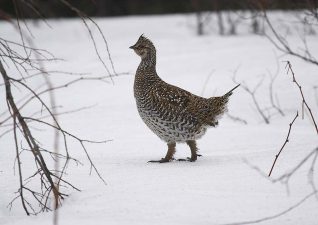 small-game-hunting-photo-6