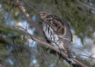small-game-hunting-photo-7
