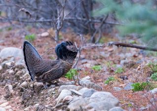 small-game-hunting-photo-9