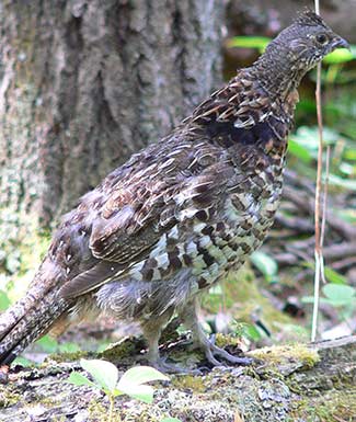 small-game-hunting