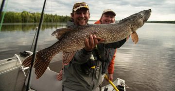 northern-pike-in-algoma