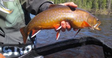 algoma-brook-trout-img