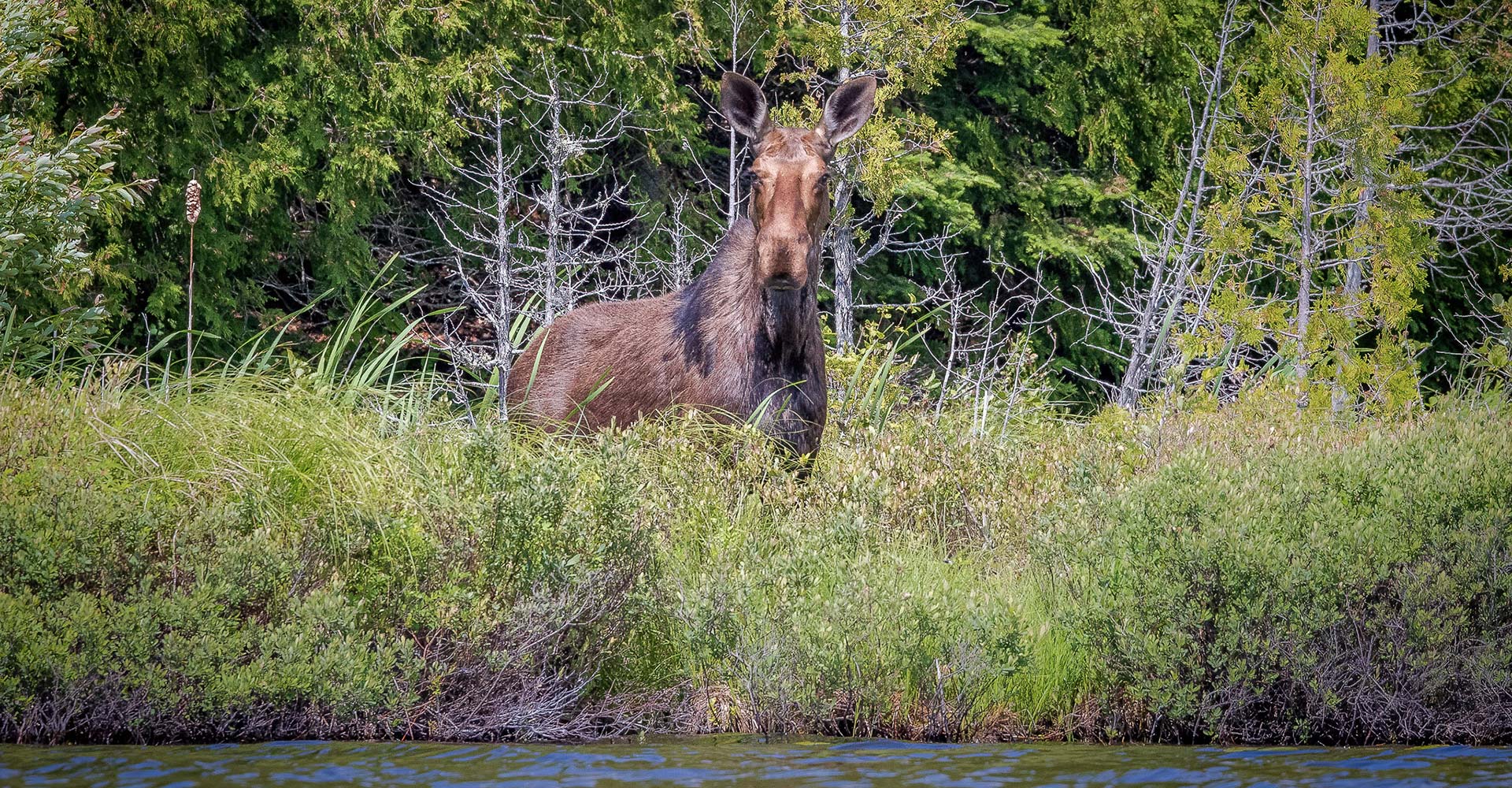 (pic-#6)-Moose-on-Shore-from-the-Kayak-header