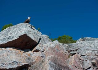 algoma-birdwatching-baldeagle-seakayak